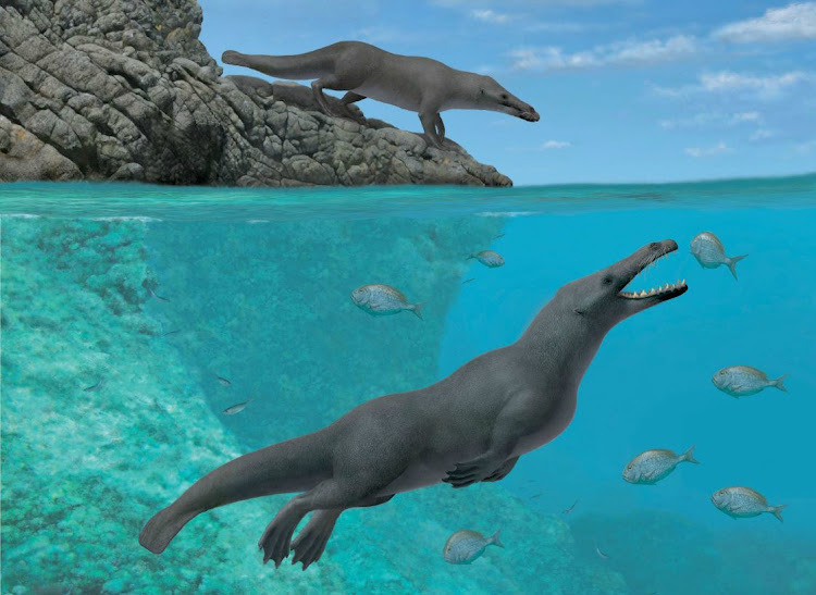 This handout artistic reconstruction by Alberto Gennari, obtained April 3 2019, courtesy of Olivier Lambert shows two individuals of Peregocetus. Picture: AFP