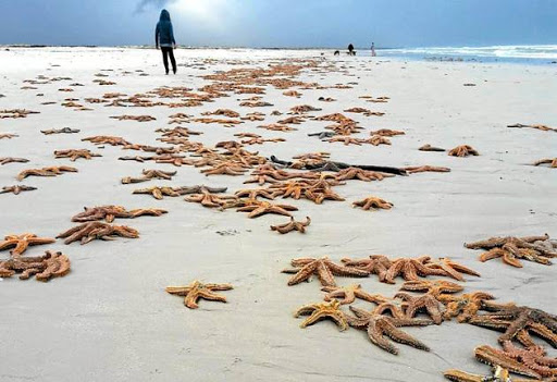 SANDY GRAVE: Dead starfish on Sunrise Beach near Muizenberg Picture:
