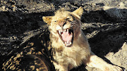 ROAR DEAL: It's a lazy day in the Serengeti for a well-fed lion