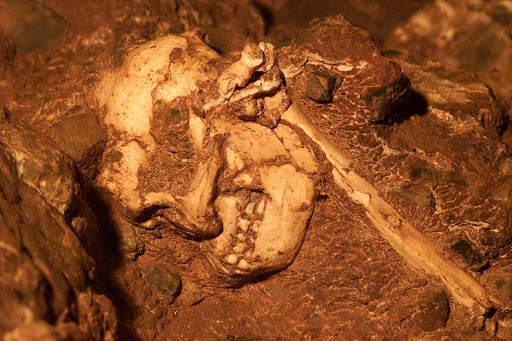 The skeleton sometimes referred to as "Little foot".