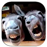 Funny Videos Apk