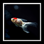 Aquarium Live Wallpaper Apk