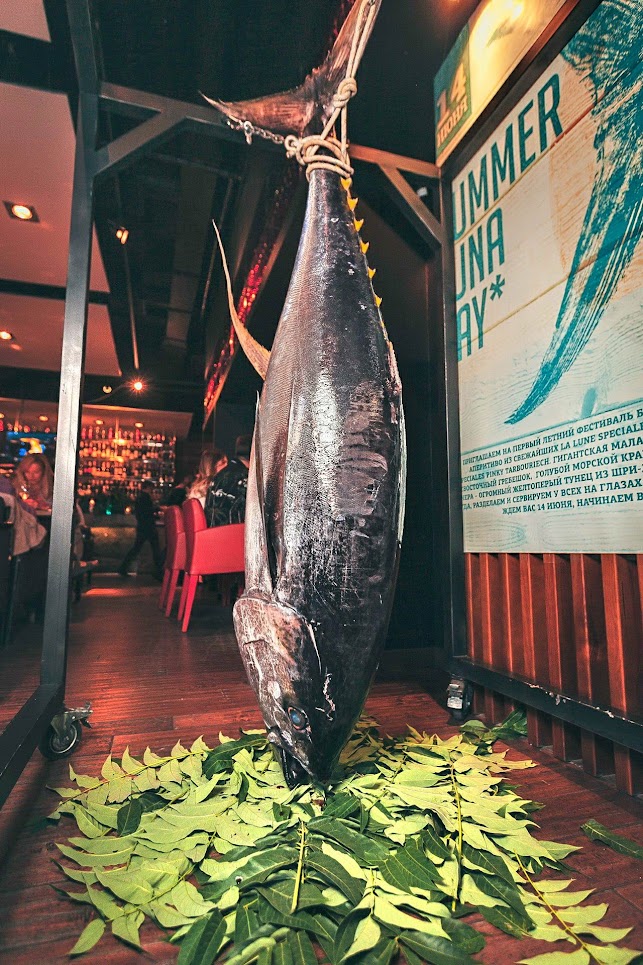 свежее мясо тунца в Одессе едят в ресторане Rokka