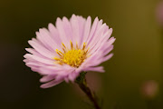 An Aster on display at the Chelsea Flower Show.