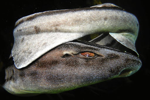 A pyjama catshark curls itself into a saucer-like shape and goes into a catatonic state when confronted by a predator.