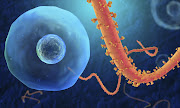 The ebola virus. File photo.