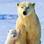 polar bear wallpaper Apk