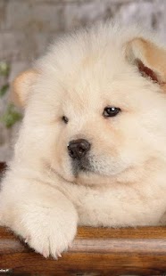 How to mod Chow Chow Dogs Wallpapers 1.0 mod apk for pc