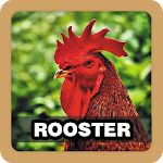 Chicken Rooster Sound Ringtone Apk