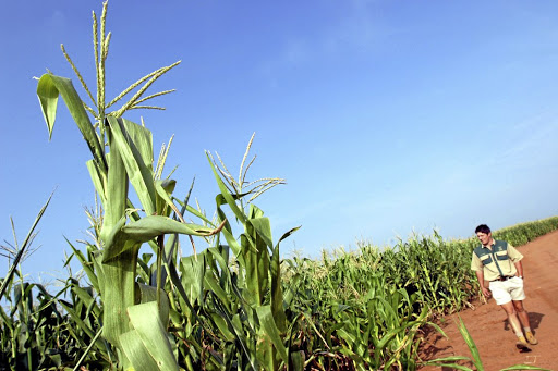 A farm worker ploughs a field for a maize crop in Mpumalanga four years ago. At the time, farmers were battling to cope with the worst drought since 1992, brought about by the El Ni�o weather phenomenon, and maize prices soared. The food price inflation outlook is better this year. Picture: Bloomberg via Getty Images/Waldo Swiegers