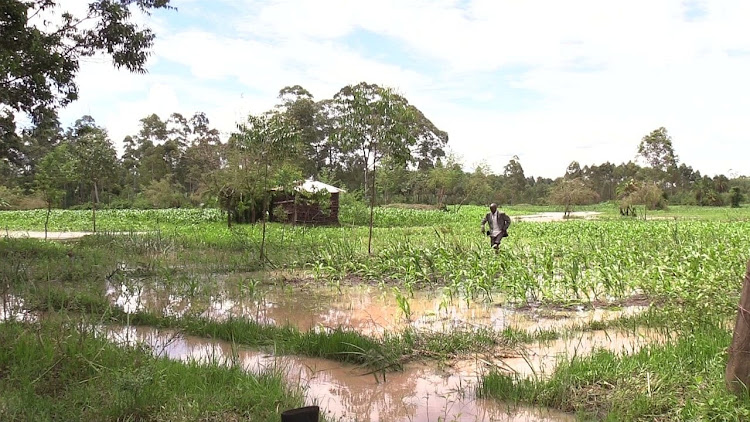 Part of flooded maize farms in Luoele village in Likuyani constituency, May 9, 2024.