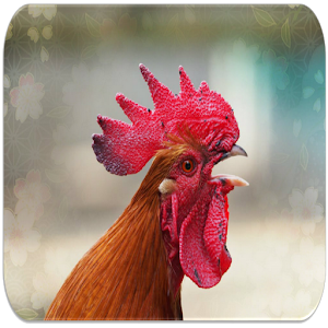 Download Rooster sounds For PC Windows and Mac