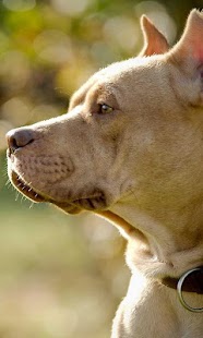 How to get free pitbull live wallpaper patch 1.1 apk for android
