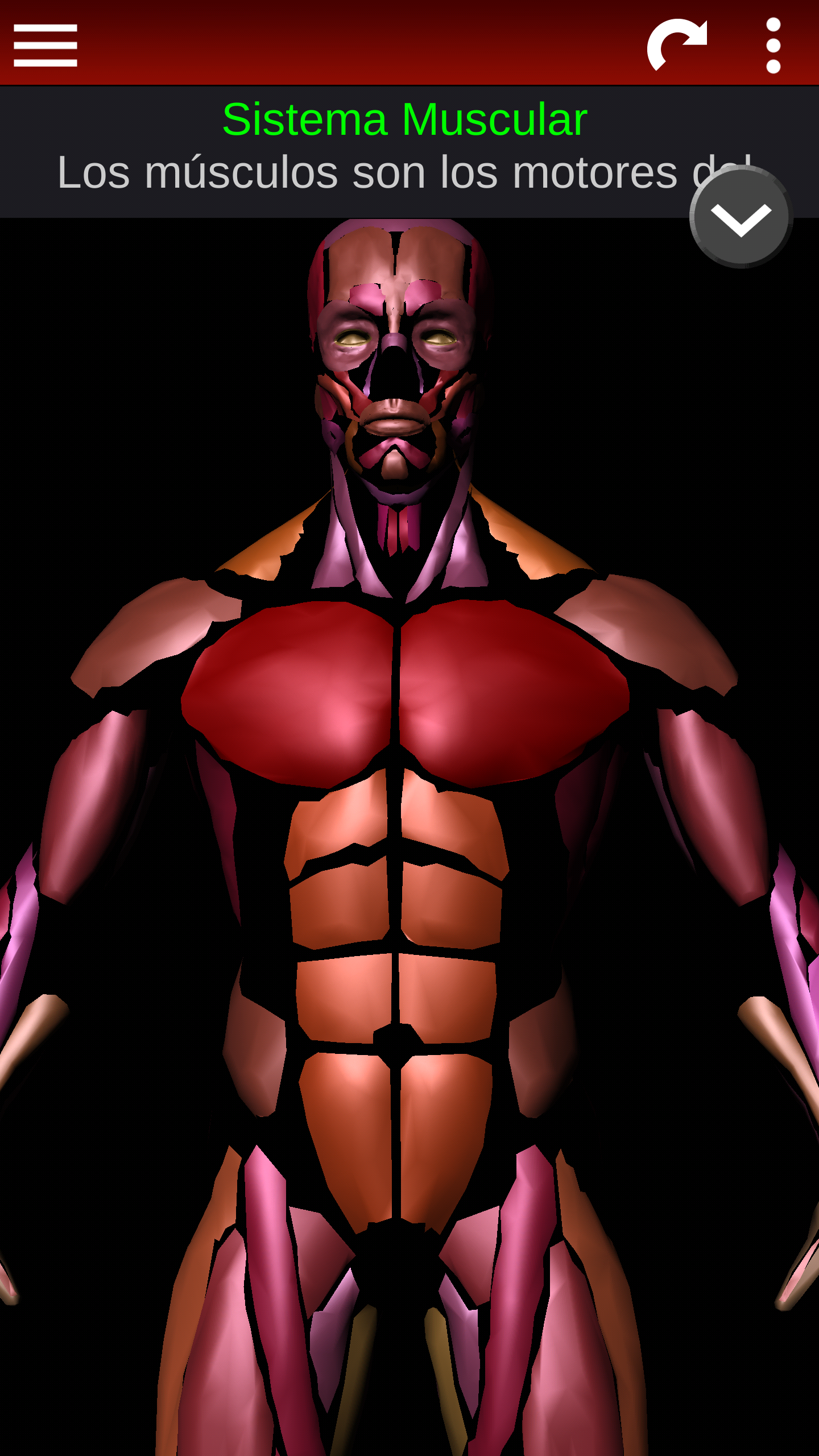 Android application Muscular System 3D (anatomy) screenshort