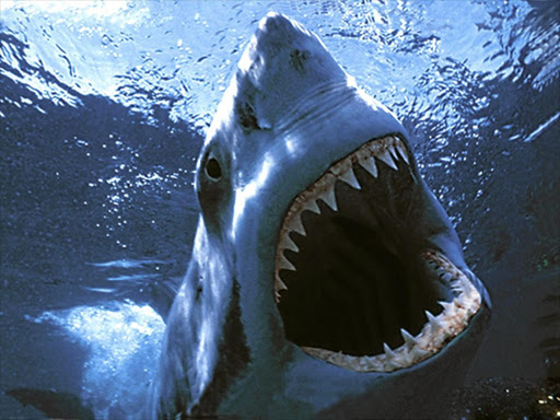 A Great White Shark shows off its teeth.