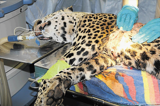 DOWN TO THE WIRE: A pregnant leopard caught in a snare in the Magaliesberg was airlifted by helicopter to receive emergency medical care at the Johannesburg Zoo
