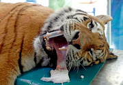 Igor, the 13 year-old Siberian tiger lies on the operation table before the non-invasive stem cell surgery in Zoo Szeged, Hungary April 18, 2018. 