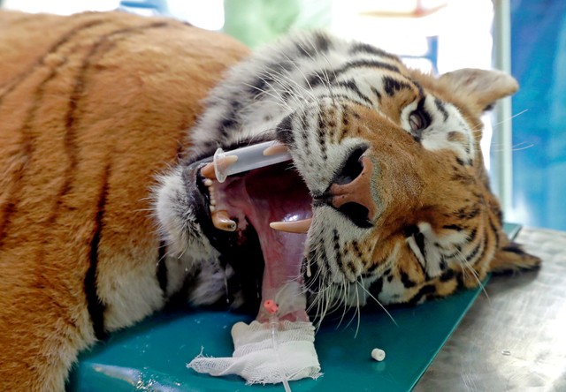 Igor, the 13 year-old Siberian tiger lies on the operation table before the non-invasive stem cell surgery in Zoo Szeged, Hungary April 18, 2018.