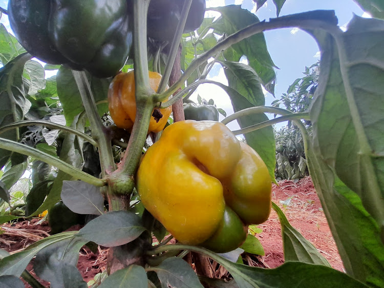 Capsicum at a demonstration farm at KALRO seeds in Gatanga, Murang'a County.