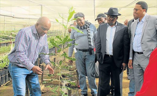 NURTURING TOUCH: Ncera Macadamia Farm chairman Joe Jongolo demonstrates some nut care to the visiting delegation. Looking on, right, are Deputy Minister of Agriculture, Forestry and Fisheries Bheki Cele and MEC Mlibo Qoboshiyane Picture: GUGULETHU MTUMANE