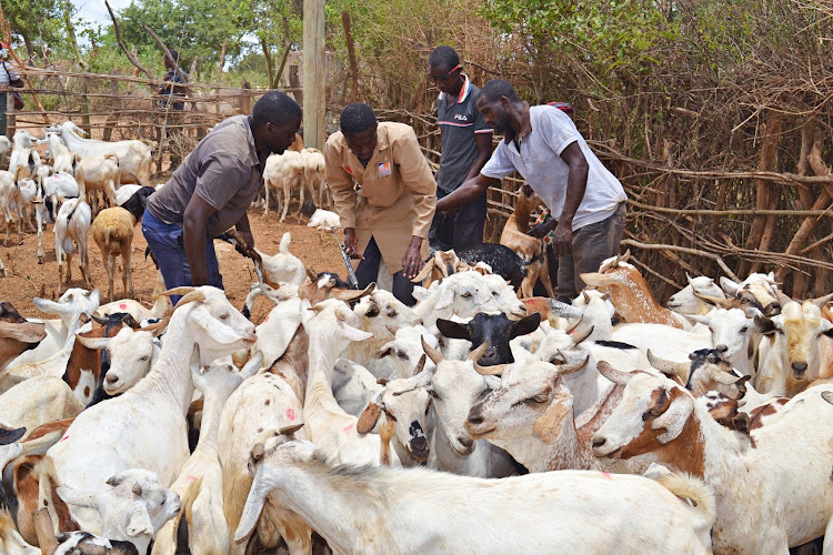 A vet in Mwingi North vaccinates goats