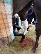 According to the NSPCA, this horse sustained a serious injury while being transported to a rural horse racing event in Dutywa in the Eastern Cape two weeks ago.