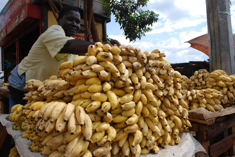 A trader sells ripe bananas in Kisii county