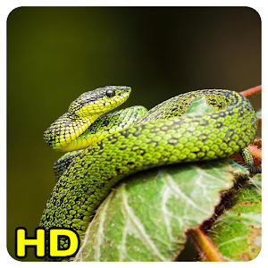 Download snake wallpaper For PC Windows and Mac