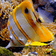 Download Orange White Fish LWP For PC Windows and Mac 2