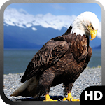 Eagle Wallpaper Apk