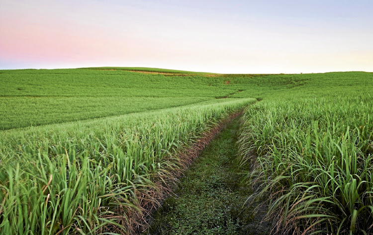 Rising sugar production in Brazil, Russia and China will not be enough to offset heavy losses in production in India and Thailand, mainly, where crops suffered with insufficient humidity. File photo.