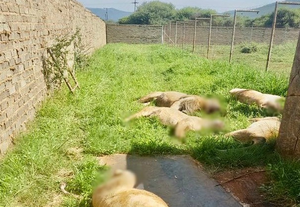 Some of the lions found dead at a game lodge in the North West. Graphic parts of the image have been edited.