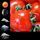 Download Soft Tomato Clock Widget For PC Windows and Mac 1.0