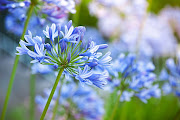 When planning your summer garden, try to add more indigenous plants - like Agapanthus - to help with the low rainfall we have been receiving. 