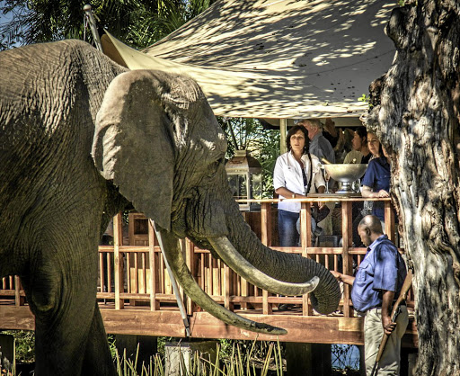 All hand-reared, the resident elephants at The Elephant Cafe in Zambia have grown up on land that opens into the Mosi-oa-Tunya National Park.