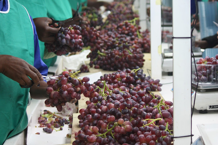 Table grapes being packaged on a farm in SA. Picture: DENENE ERASMUS