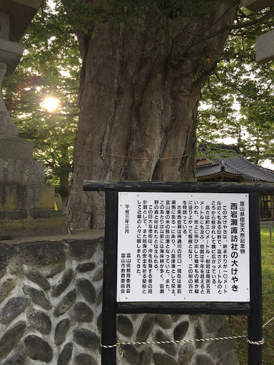 西岩瀬大ケヤキ