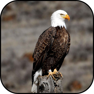 Download Bald eagle Wallpapers For PC Windows and Mac
