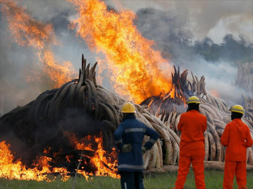 Last Saturday, Kenya destroyed its entire stockpile of elephant ivory, valued roughly at $110 million (Sh11.1 billion)