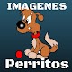 Download Imágenes de Perritos For PC Windows and Mac 1.0