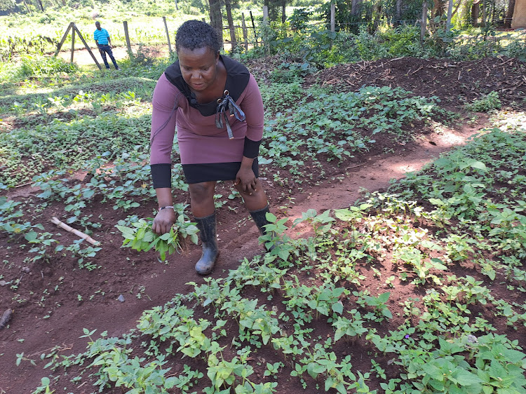 Nyce Lanya, a farmer, tends to her managu farm in Kakamega county.