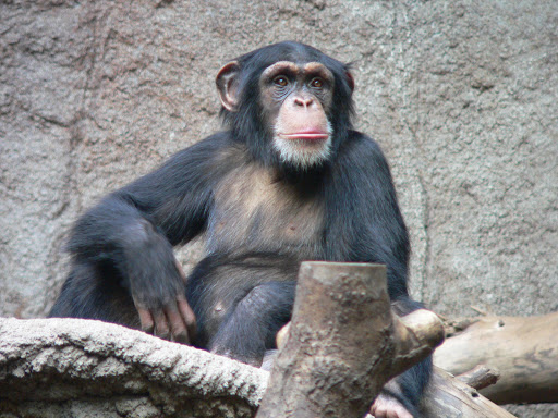 Common chimpanzee. File photo.