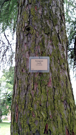 European Larch At Green Lake Park 