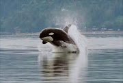 Cropped version of the single breaching orca or Killer Whale. File picture