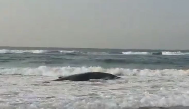 A whale has beached near Amanzimtoti.