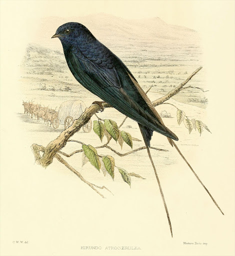 Drawing of Hirundo atrocaerulea or the Blue Swallow. From "A monograph of the Hirundinidae" by Richard Bowdler Sharpe and Claude W. Wyatt. London 1885.