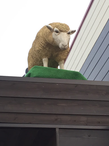 屋根から見下ろす羊
