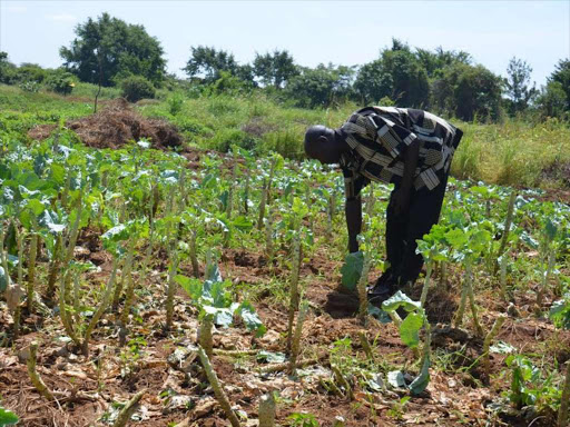 A farmer looks at his destroyed crops by elephants in Msinga Voi. FILE