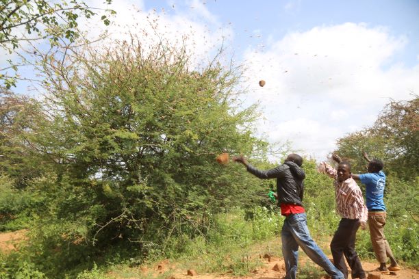 Youths from Ngengi area of Mumoni in Kitui County chase locusts from trees.