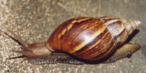 Photo of a Giant African Snail (Achatina (Lissachatina) fulica Bowdich)